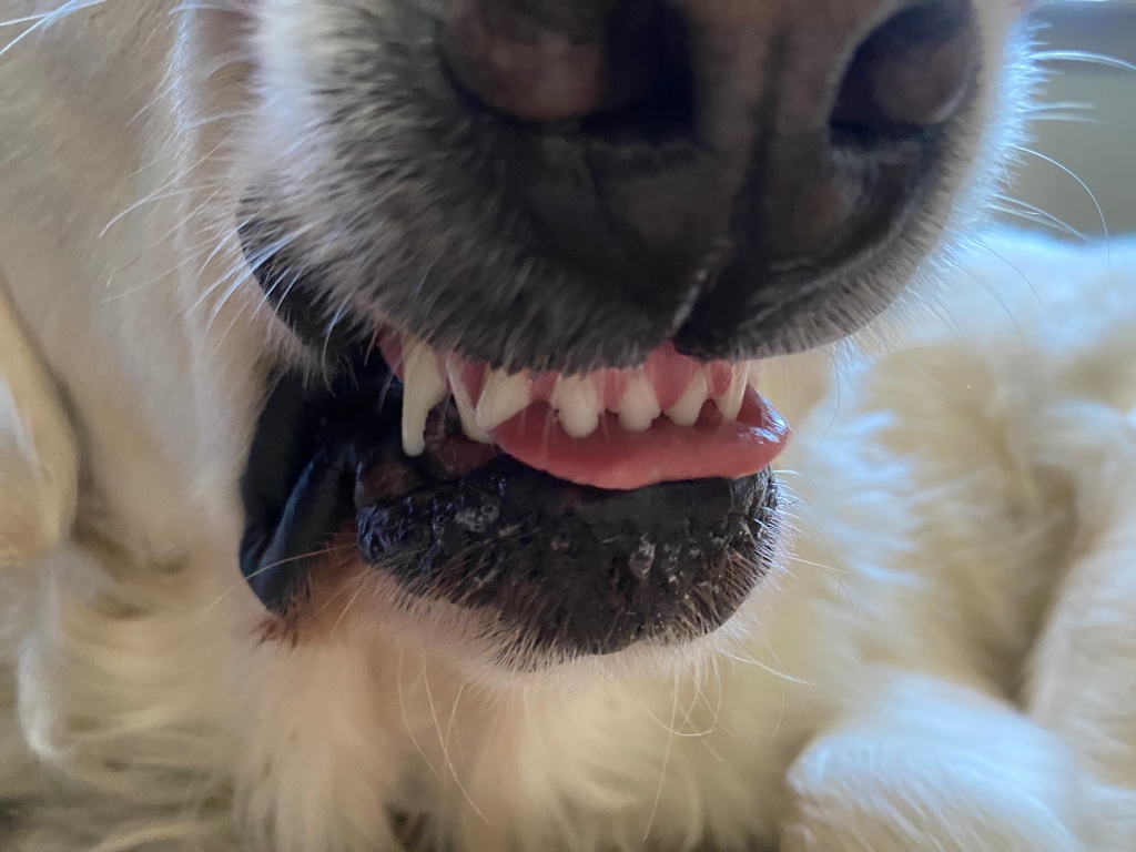 Does My Dog Need a Dentist?