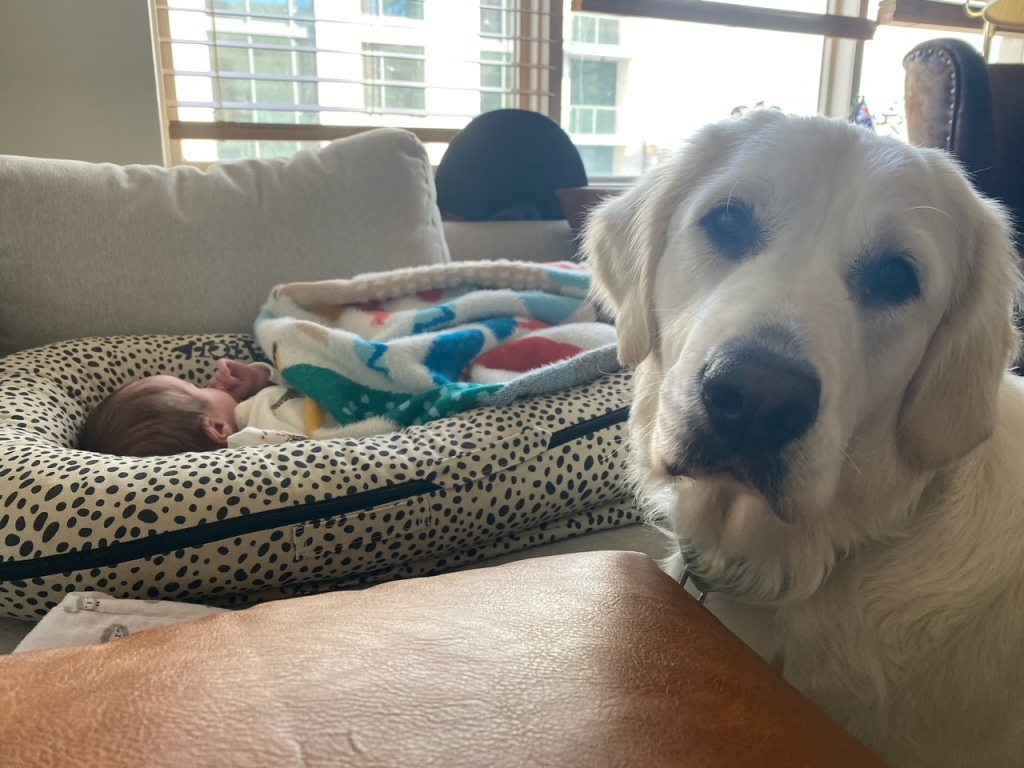Dogs and Babies: Tips for New Parents
